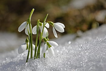 selektivní, zaostřovací fotografie, bílý, květ květu, jaro, sněženka, květ