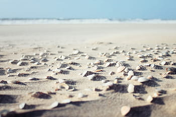 séance, sablonneux, plage, coquillages, plage de sable, la nature, côte, paysage, Naturel, océan, le sable