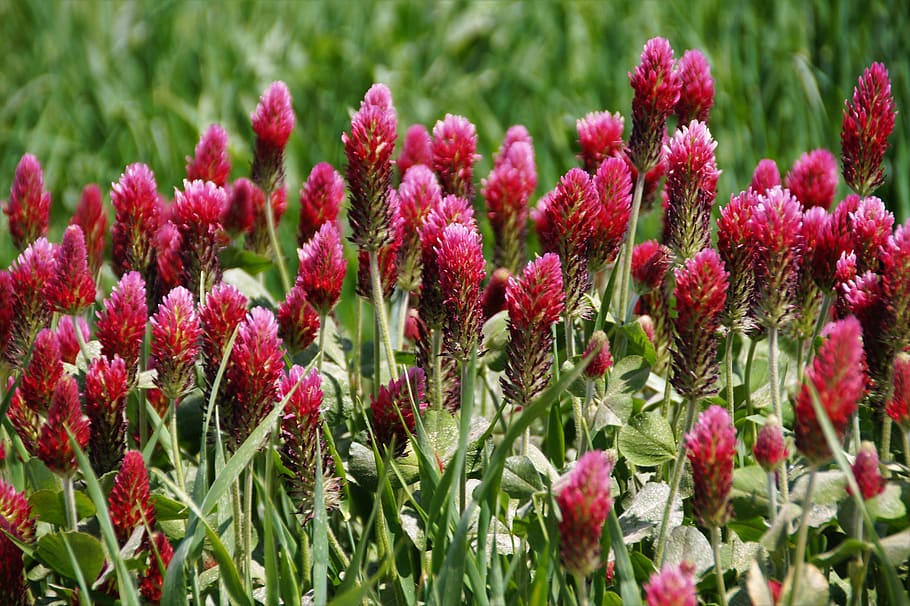 trifoglio, rosso, piante foraggere, agricoltura, campo, coltivazione, fiore, industriale, uso, guarigione