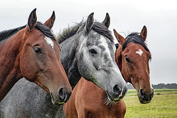 fermer, deux, marron, un, gris, les chevaux, chevaux gris, tête de cheval, animaux, cheval, animaux domestiques