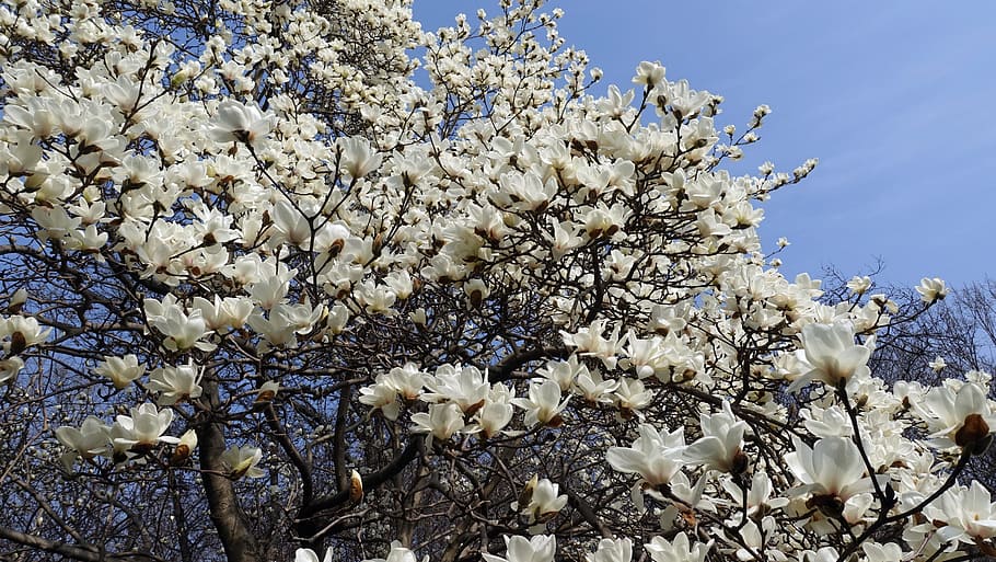 magnólie, jarní květiny, jaro, poboček, květiny, bílá magnólie, krajina, dřevo, květ magnólie, horské magnolie, květ strom