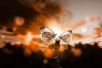 two, butterflies, flower, butterfly, sunset, back light, sky, mood, sun, landscape, nature