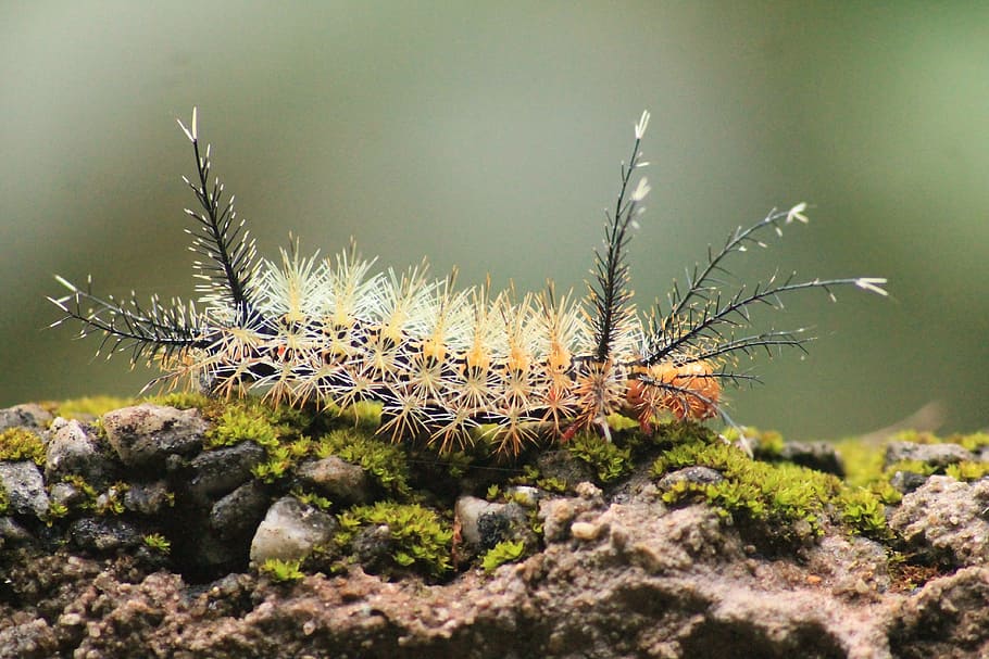 Caterpillar, Cocoon, Metamorphosis, cactus, animals in the wild, animal wildlife, day, nature