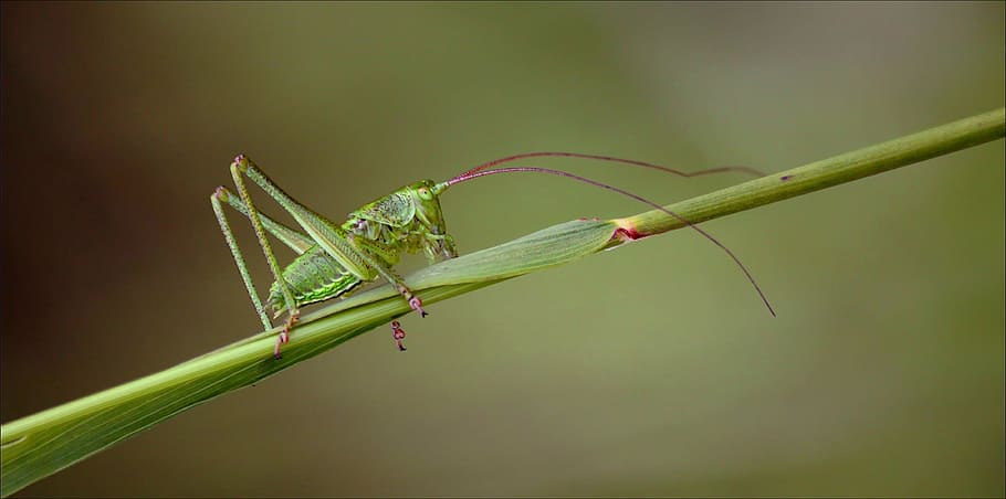 saranče, tráva koně, hmyz, hmyz makro, zvíře, fauna, sonda, zavřít, Příroda, makro, živočišného světa