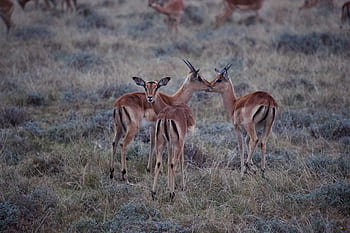 Afrika, impala, safari, antilopa, Příroda, divočina, národní park, serengeti, savany, volně žijících živočichů