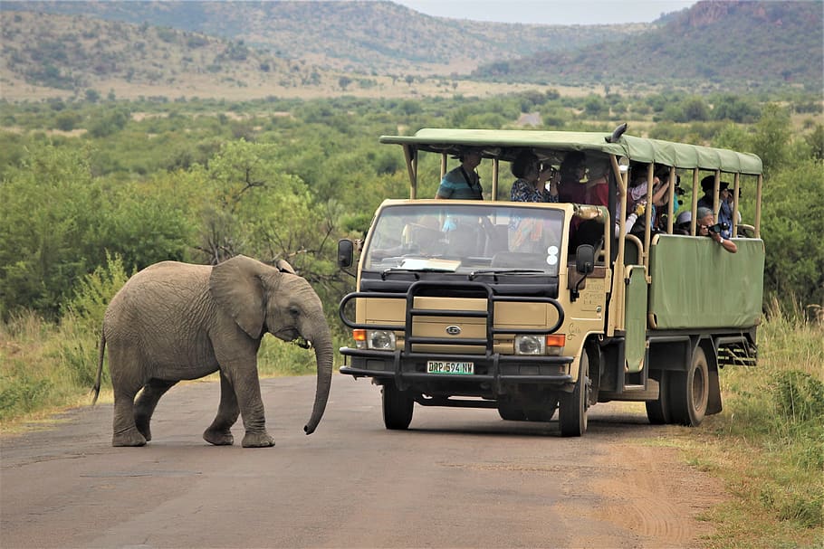 bambino, africano, elefante, attraversamento, strada, turisti, camion, animali, tronco, in via di estinzione, avorio