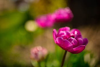 růžový, Tulipán květ, mělký, zaostřovací fotografie, nachový, květ, zelená, list, venkovní, Příroda, zahrada