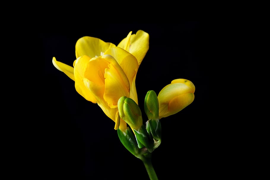 SIA, ดอกไม้, ดอก, เบ่งบาน, ฤดูใบไม้ผลิ, ปิด, มีสีสัน, schnittblume, เซียเหลือง, สีเหลือง, กลีบดอกไม้