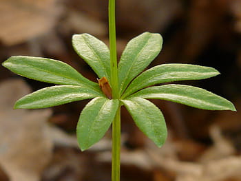 mařinka vonná, list, stonek, list, stonek, zelená, galium odoratum, lesní rostlina, galium, listnatý les, kumarin, léčivé rostliny