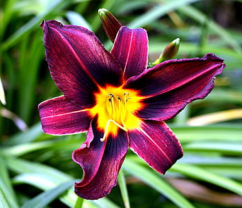 hemerocallis, květ, dennily, zahrada, flóra, rostlina, žlutá, tyčinek, zavřít, Příroda, den lilie květ