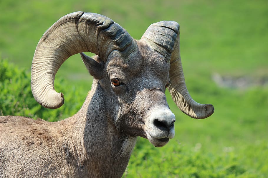 Marrone, montone, in piedi, campo d'erba, grande pecora corno, animale, mammifero, maschio, montagna, montagne Rocciose, parco nazionale di Jasper