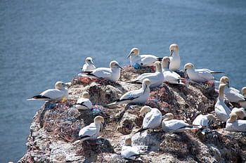 Helgoland, nördlicher Tölpel, Nordsee, Vogel, Rock, Meeresinsel, Seevogel