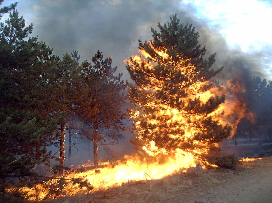 flamed tree, Pine, Fire, Flare, nature, tree, forest, outdoors, landscape, scenics, sunset