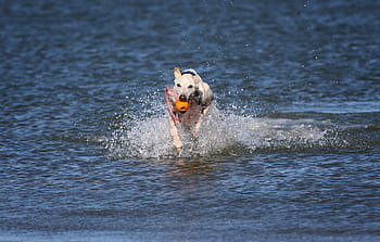 galgo, greyhound, sea, play, power
