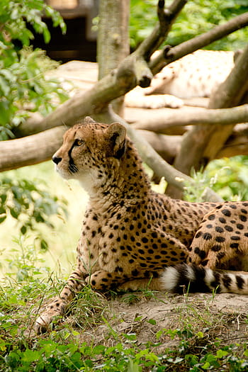 cheetah, grass, daytime, africa, kenya, safari, nature, holiday, national park, animals, landscape