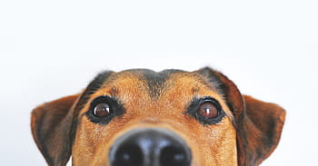 foto ravvicinata, pelo corto, nero, abbronzatura, cane, vista, divertente, dolce, ritratto animale, occhi, caro