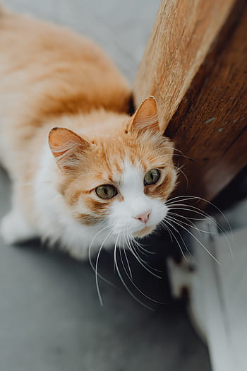 gato, Italia, mascotas, animales, callejeros, gatitos, gatos, Sorrento