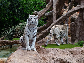 putih, harimau, duduk, coklat, batu, harimau putih, istirahat, bosan, predator, kucing, berbahaya