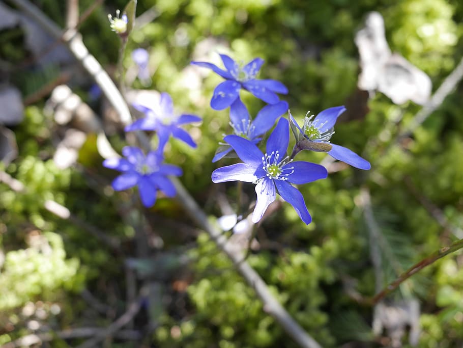 Hepatica, Spring, Pennywort, Finnish, forest, spring plant, flower, growth, nature, fragility, focus on foreground