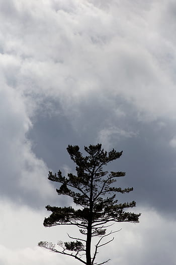 clouds, sky, monochromatic, dramatic, landscape, background, minimal, nature, tree, silhouette, single