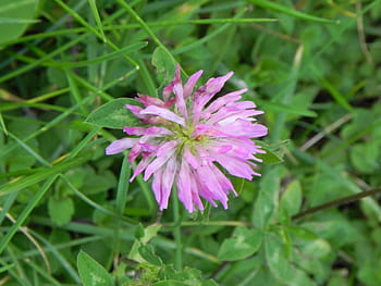 Klee, lyserød, makro, spids blomst, eng, foderplante, græs, græsplanter, natur, blomstre, flor