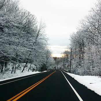 straight, road, leafless trees, covered, snow, path, tree, branches, plant, nature, winter