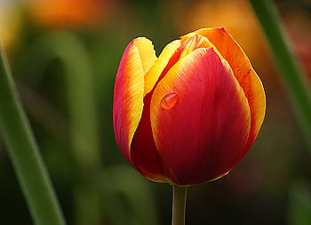 tulip, flower, macro, petals, dew, nature, garden, closeup, easter, spring, bloom