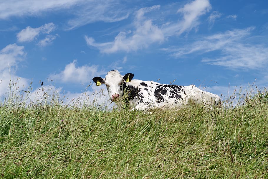 neßmersiel, hráz, východní frisia, Severní moře, zvířat, krávy, krajina