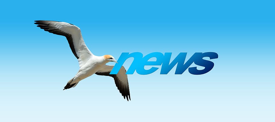 bílý, pták, překrytí textu zprávy, zprávy, severní gannet, živočišného světa, létat, dom, zeměkoule, svět, lis