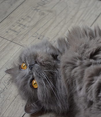 blue, long-coated cat, lying, wooden, flooring, coated, cat, highlander, british longhair cat, domestic cat, one animal