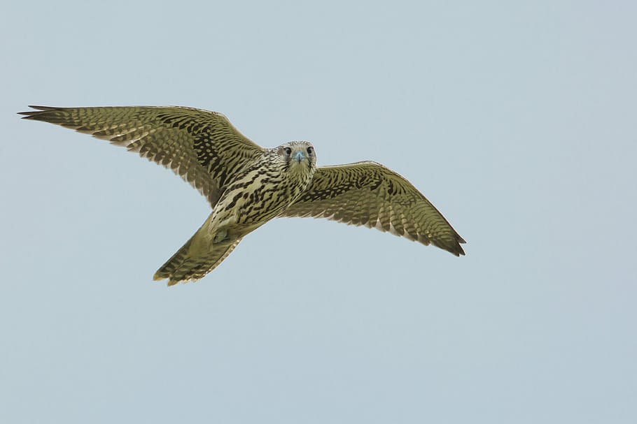 brown, black, owl, flying, daytime, bird, access the local peregrine, flight, endangered species, bayan box village, mongolia