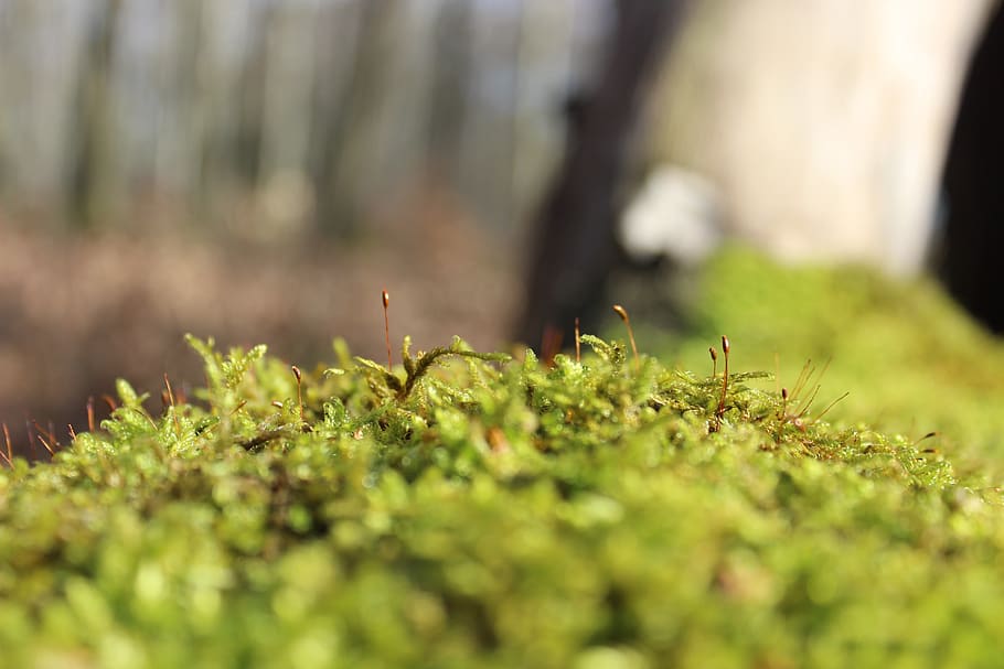 φυσικό, moos, grün, wald, baum, weich, φύση, δάσος, βρύο