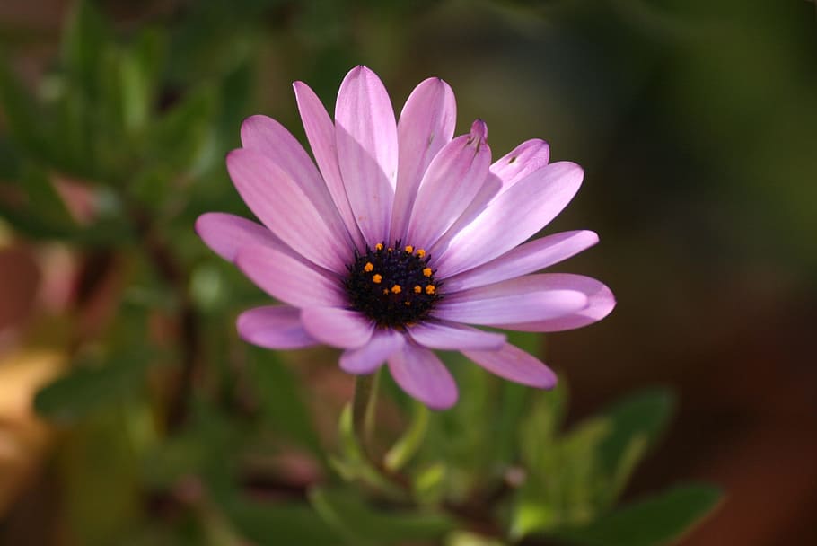 Bunga, Gerbera, Musim Panas, rosa, gerberas, daun bunga, alam, kerapuhan, osteospermum, tanaman