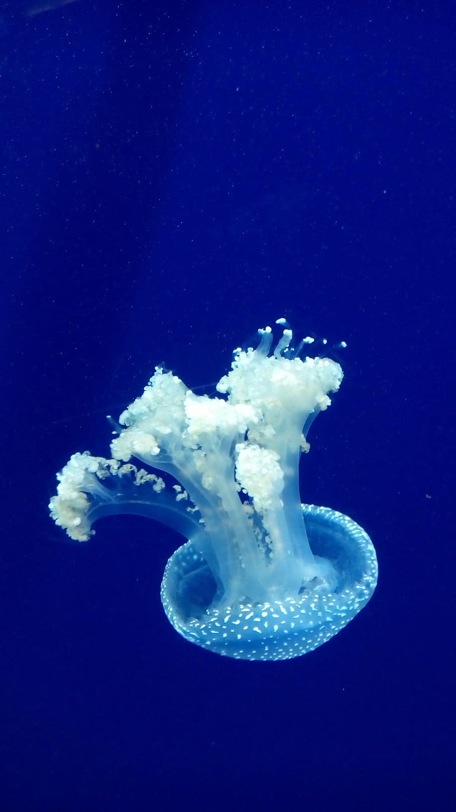 Jellyfish, Aquarium, Sting, Venom, underwater, blue, wildlife, nature, creature, medusa, jelly