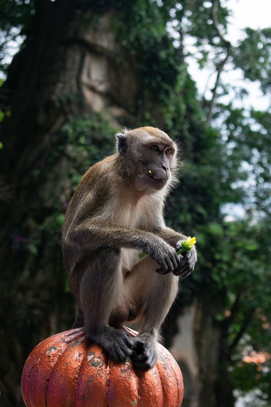 monkey, jungle, animal, nature, wildlife, wild, cute, mammal, forest, primate, face