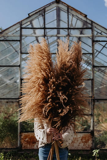 grama dos pampas, pampas, grama, natureza, seco, mulher, fêmea, cão, estufa, outono, Polônia