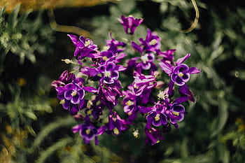 Aquilegia vulgaris, flores, púrpura, aguileña europea, violeta, flora, floral, floración, flor, botánico, floreciente