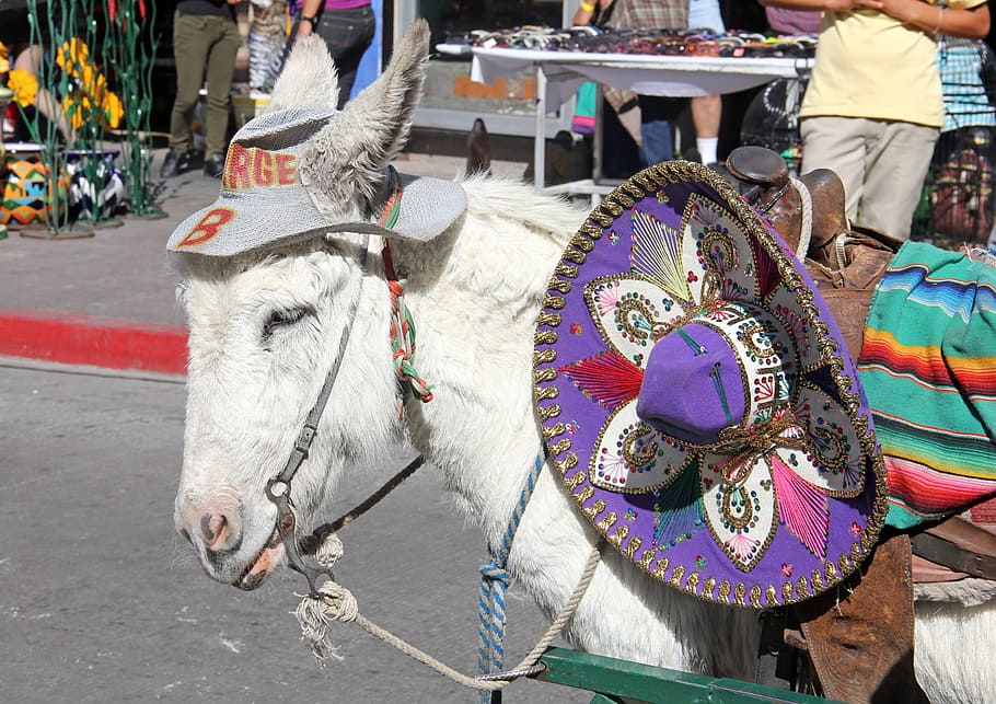 mexico border town, mexico tourist burro, Mexico, Border Town, Tourist, Burro, nogales, donkey, border, mule, transportation