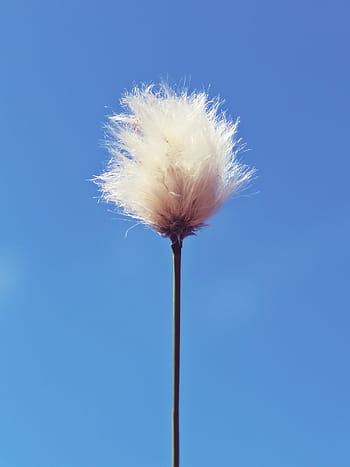 コットングラス、 ムーア、 コットン、 花、 日当たりの良い、 綿の花、 空、 青、 太陽、 青い空、 春