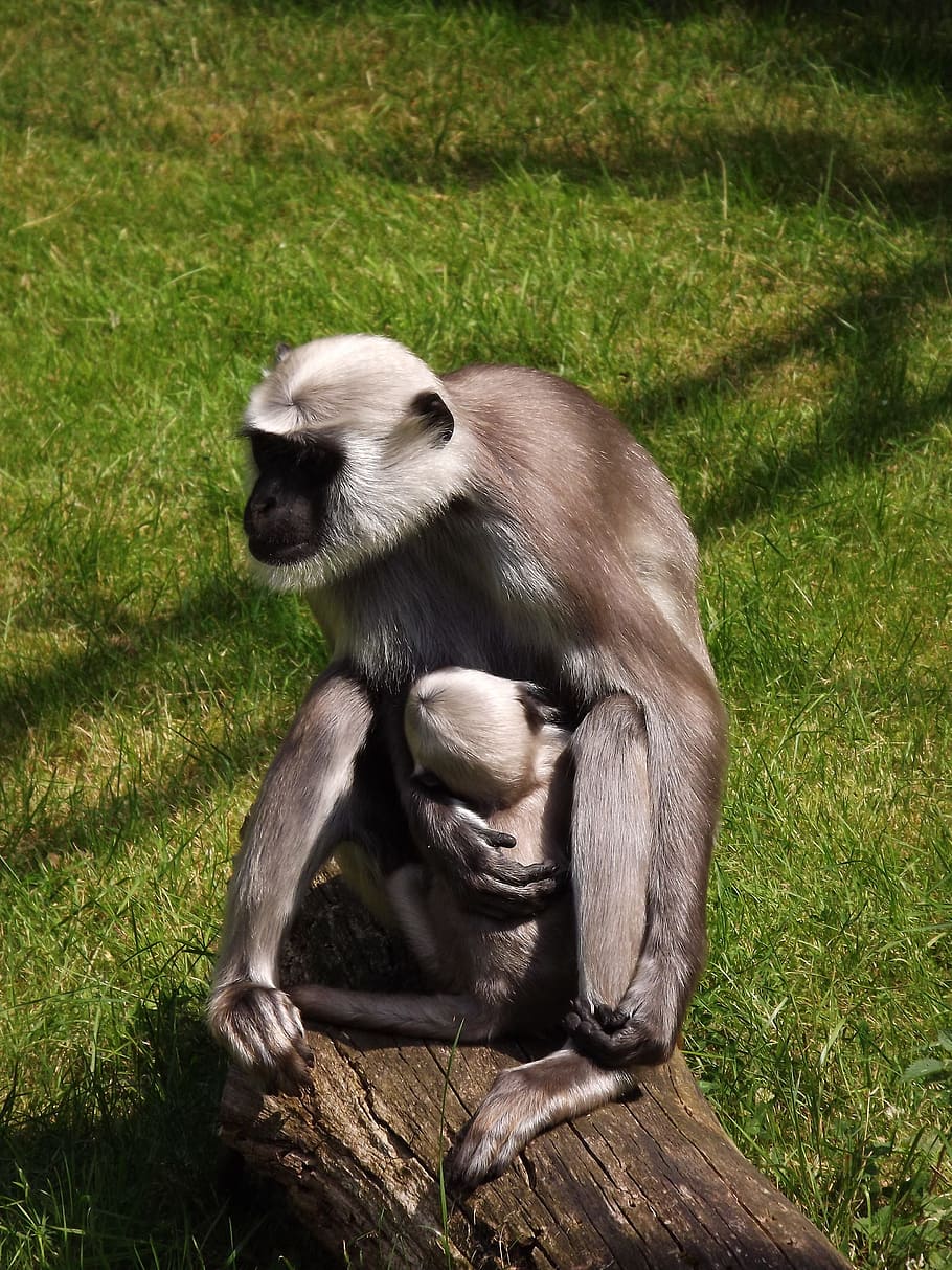 opice, burský oříšek, matka a dítě, zoo