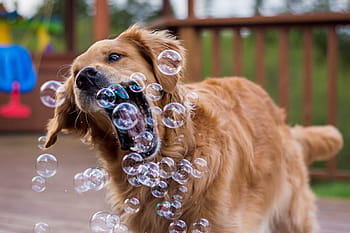 golden, retriever dog, biting, bubbles, air, taken, daytime, Golden retriever, dog, on air, bubble
