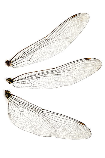 three insect wings, bug, close-up, dragonfly, fly, fragile, insect, isolated, texture, white, wing