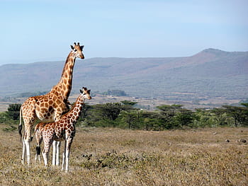 photographie de paysage, deux, girafes, permanent, sol, girafe, Kenya, kigio, Afrique, animal, faune