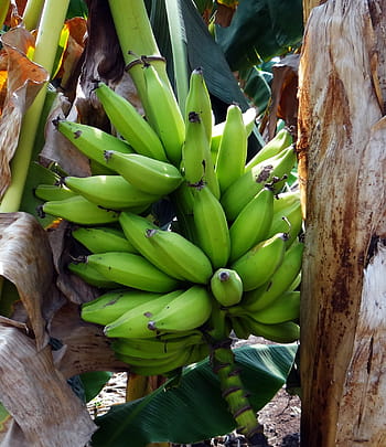 Banana, Plantain, Bunch, Fruit, green, india, food and drink, food, healthy eating, agriculture