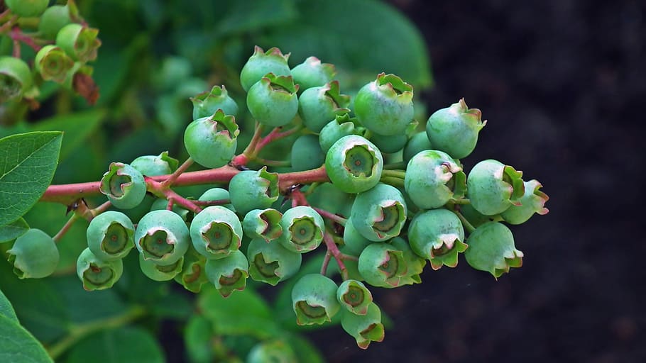 african american, fruct, a închide, natură, grădină, tufiș, natural, eco-friendly, proaspăt, vitamine, mâncare