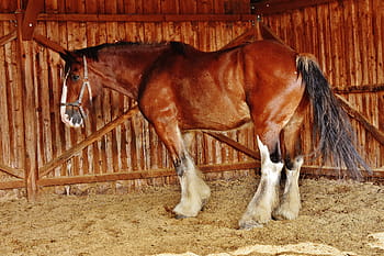 brown, white, horse, cage, shire horse, big horse, ride, reitstall, coupling, meadow, animal