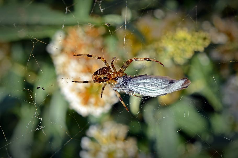 Spider, Prey, Close, spider with prey, arachnid, nature, insect, eat, kill, creature, animal world
