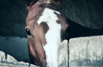 white, brown, horse, country, gray, horses, animal, farm, mammal, nature, animal Head