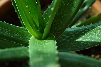 selettivo, fotografia a fuoco, pianta di aloe vera, piante di aloe vera, verde, natura, foglia, ambiente, botanica