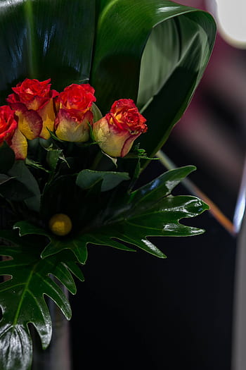 flor, rosa, flora, buquê, close-up, pequeno, vermelho, amarelo, rosas